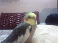 inam totime harf mizane salam mirosone