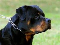  rott weiler