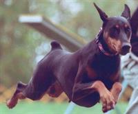 doberman