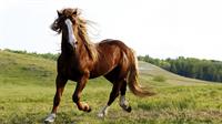 horse