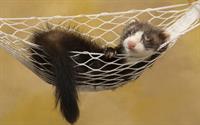 ferret
