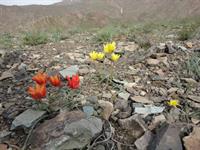 آتش کوه