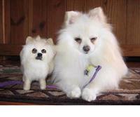 barfi barfak