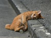 cat