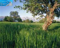 عروس زاگرس 2

