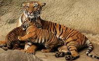 tigers
