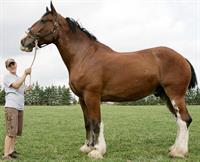 horse