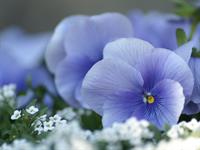 in male toost...........