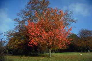 همه آذری ها