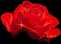 rose ghermez