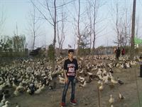 tahala vasate inhame ordak boodi ??!??!