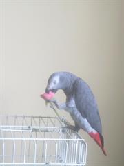 harchi bache bahale ozv beshe lotfan