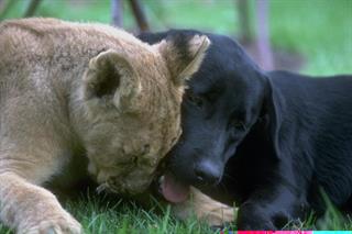 نظر مردان در مورد خانمها