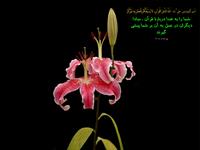 حدیثی درمورد عمل به قرآن 