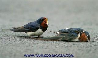 Karaj Public Meetings