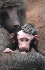 عقل از سر پریده