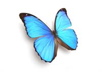 پروانه