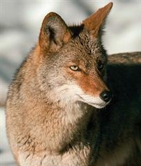 bahs..ashnayi.........