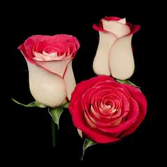 lezat 2nyaro mibarim