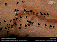 camel