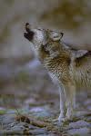 gray wolf
