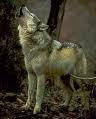 gray wolf