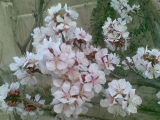 mحححححححححححح