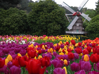 this is a garden