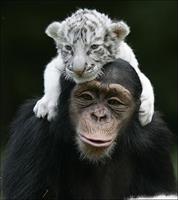 dosti