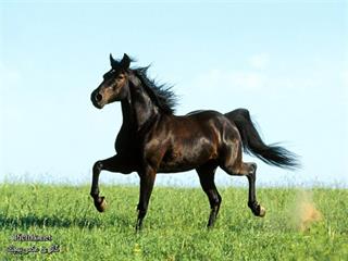 hamgani