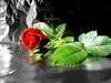 زیبا