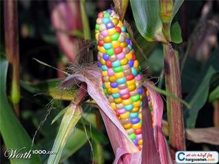 یزدیهای باحال