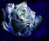 rose1