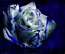 rose1