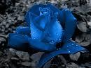 rose2