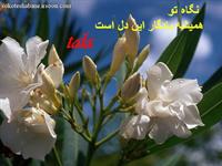 lovly