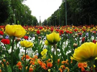   تهراني و گيلاني 