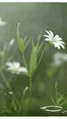 1000126860.gif