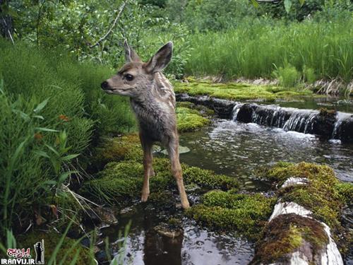 sadegh &nbsp;hedayat