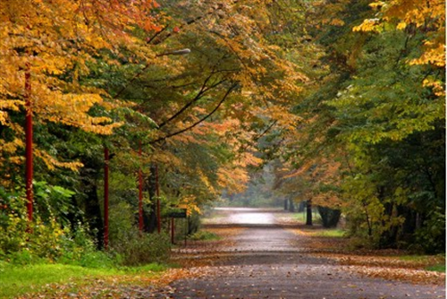 leyli&nbsp;secret garden