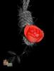 omid
