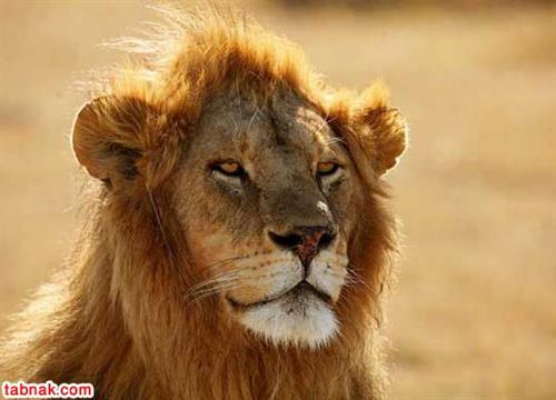 mohsen&nbsp;esmaelpor