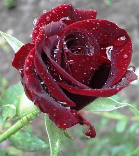 shadmehr&nbsp;bavafa