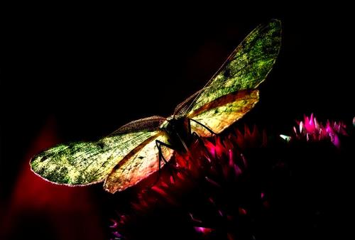 شهرام&nbsp;نمیگم