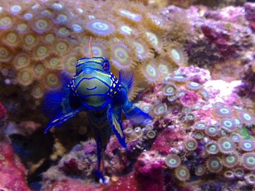 mohammad&nbsp;bid meshki