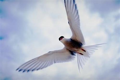 alireza&nbsp;soleimany