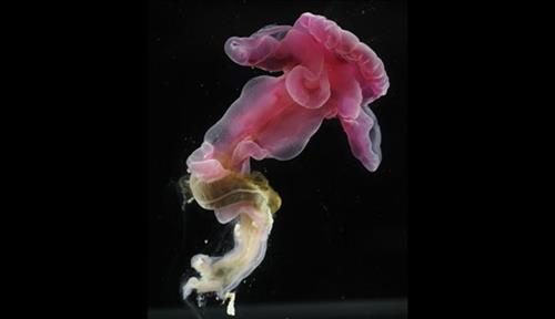 pooria&nbsp;behgozin