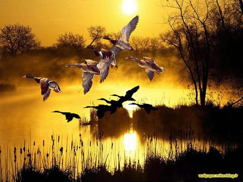  سینا  (sina)&nbsp;مهدوی