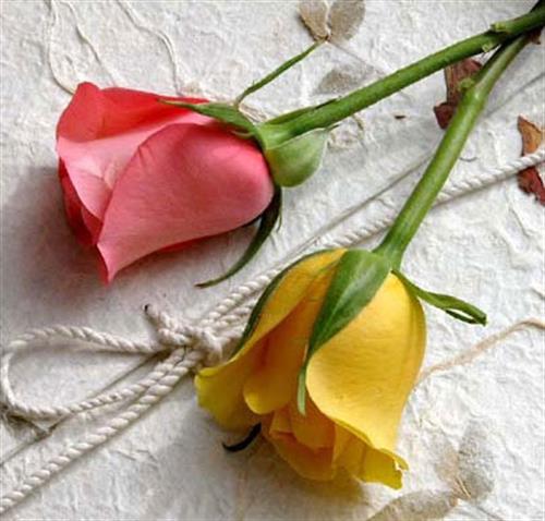 mohammad reza&nbsp;asgharzadeh