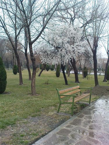 nastaran&nbsp;naderi